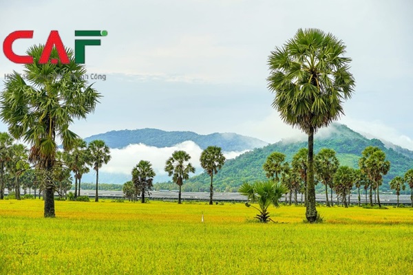 Bản chất của kiểm toán báo cáo tài chính ở An Giang