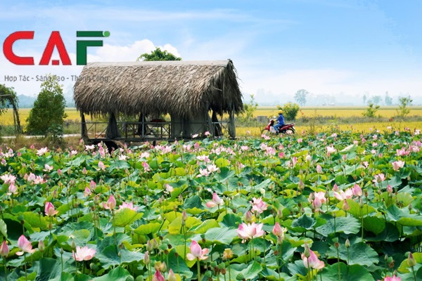 Kiểm toán báo cáo tài chính và tư vấn thuế tỉnh Đồng Tháp