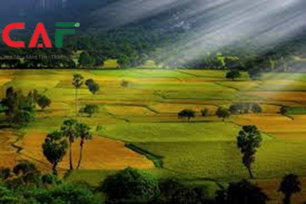 Thuê đơn vị dịch vụ kiểm toán báo cáo tài chính tại tỉnh An Giang uy tín